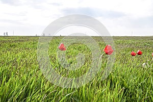 Tulips in a wild field. Red flowers among the green grass