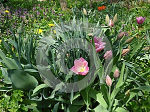 Tulips and wild flowers together