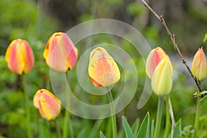 tulips in the wild