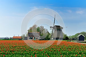 Tulips and windmill