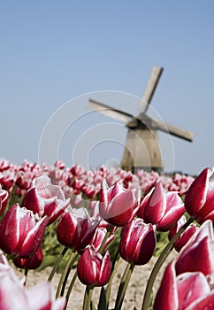 Tulips and windmill