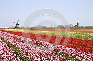 Tulips and windmill 4