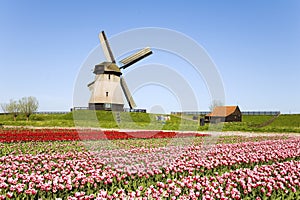 Tulips and windmill 5