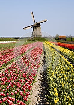 Tulips and windmill 6
