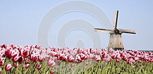 Tulips and windmill 7