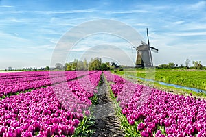 Tulips and Windmill