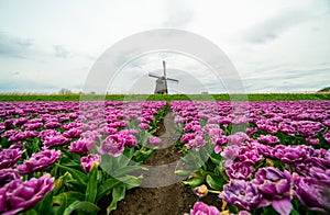 Tulips and windmills in Netherlands. Alkmaar fields in springtime