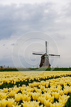 Tulips and windmills in Netherlands. Alkmaar fields in springtime