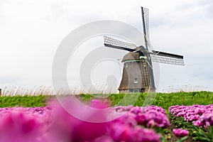 Tulips and windmills in Netherlands. Alkmaar fields in springtime