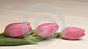 Tulips on wooden background with copy space. Spring flowers of tulips. Holiday greeting for Mothers day, Easter, Womans day.
