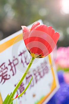 Tulips of Wuhan Botanical Garden