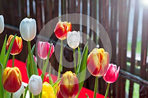 Tulips of Wuhan Botanical Garden