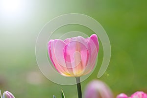 Tulips of Wuhan Botanical Garden