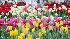 Tulips of Wuhan Botanical Garden