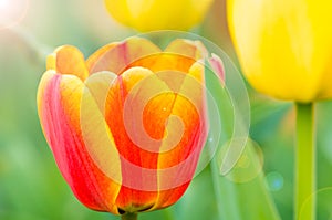 Tulips of Wuhan Botanical Garden