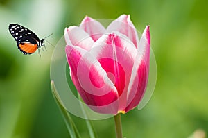 Tulips of Wuhan Botanical Garden