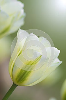 Tulips of Wuhan Botanical Garden