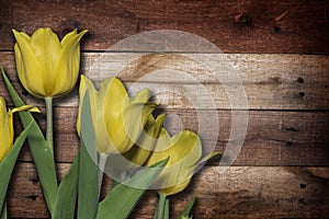 Tulips yellow flowers images on the old wooden background