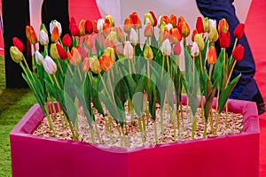 Tulips of yellow, red and white in a red flower bed