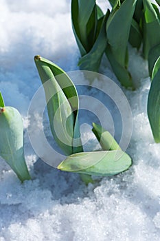 Tulips young sprouts growing in snow