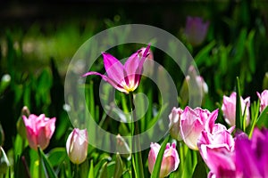 Tulips in Zhongshan Park