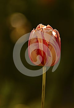 TulipÃÂ¡n flower plant photo