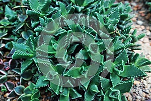 Tulista Leaf Type Flowery Succulent Plants on the Gravel Bed