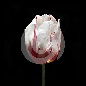 Tulp