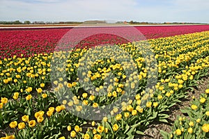Tulpen