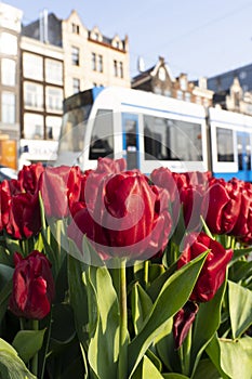 Tulpen in Amsterdam met een tram op de achtergrond photo