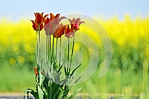 Tulips in a meadow with a rapesee field in the background photo