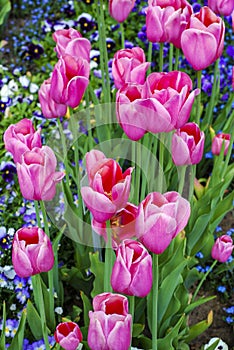 Tulpen_ Baden-Baden, Germany