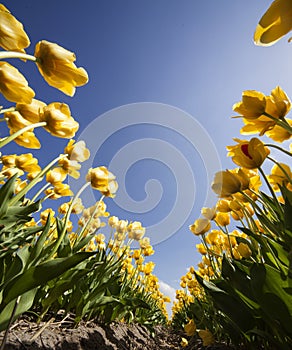 Tulpen bollen ze staan nog op het land