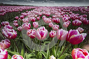 Tulpen, Tulips photo