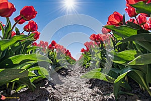 Dutch tulips - Tulpen velden in west-friesland photo