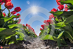 Tulpen velden in west-friesland photo