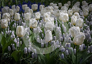 Tulps and Grape hyacinth