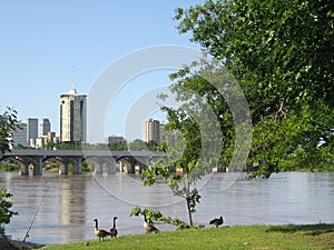 Tulsa Oklahoma from the west bank of the Arkansas River with baby geese and a fishing pole