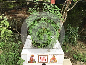 Tulshi Tree