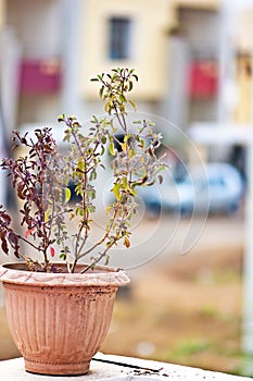 Tulsi (basil) plan with blurred background