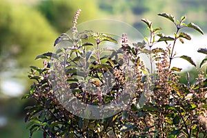 Tulsi or The Holy Basil flower, leaves. Holy basil, Sacred Basil (Ocimum sanctum