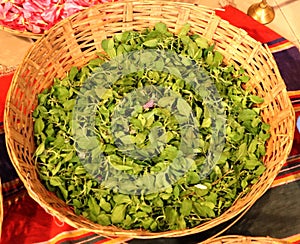 Tulsi holy basil leaves in a basket