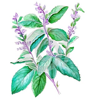 Tulsi (holy basil) traditional herbal medicine plant over white background. Generative AI watercolor illustration