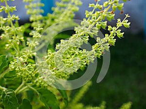 Tulsi or Holy basil tree plant .