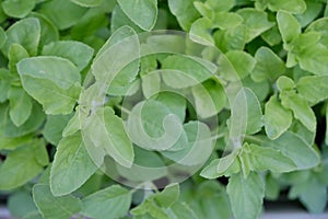 Tulsi holy leaves