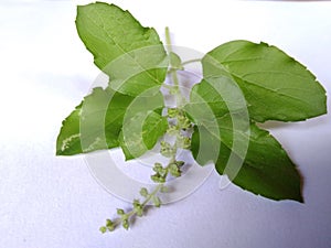 Tulsi leafs photo