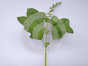 Tulsi leafs photo