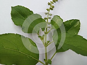 Tulsi leafs photo