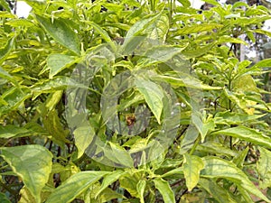 Tulsi plant photo