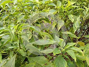 Tulsi plant photo